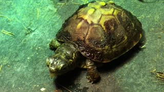 Box Turtle just eating his breakfast.