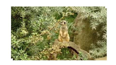 Confused Meerkat: What´s happening here?