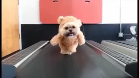 Cute fluffy Dog starts training with treadmill Adorable dogs training videos Holy Beings #Shorts