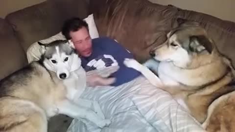 Silly Dog Gets Jealous And Demands More Attention