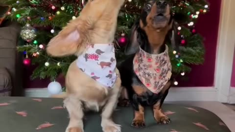 Funny videos, funny animals Hub, funny cats and dogs reactions, 🐕😄😆🤣