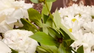 Natural flowers | Short video