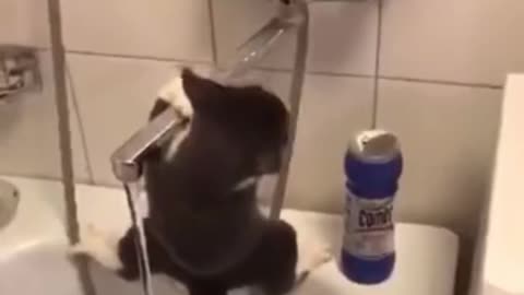 Drinking water in ninja style | Ninja cat