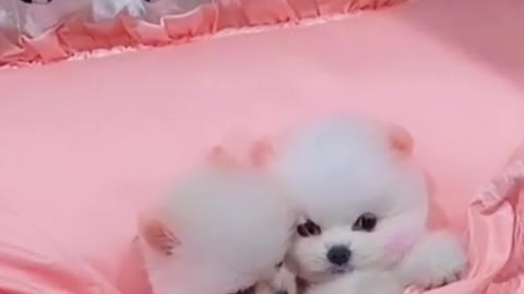 So Cute animals Videos #Dogs baby videos 2021/