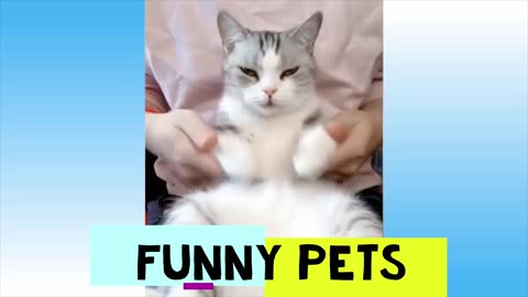 Funny Pets pt. 9