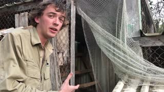 Enormous Eastern Brown Snake Retrieved From Rat Hole