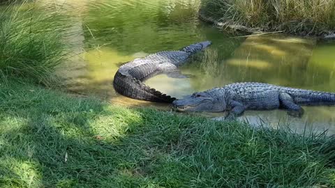 Crocodiles are resting in the river