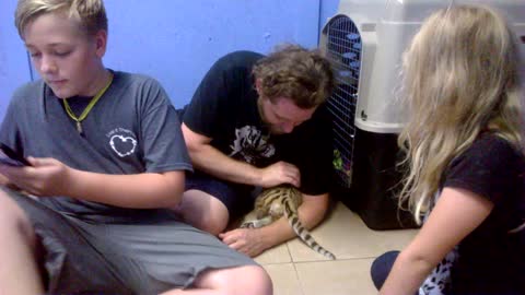 Feeding A Baby Tiger Cub