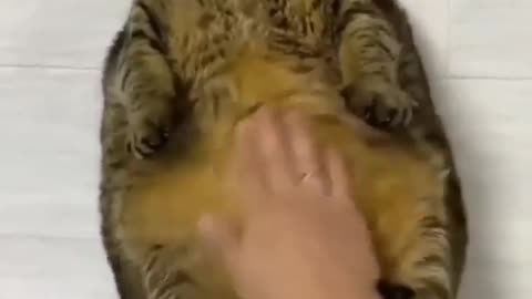 Gatinho recebendo carinho