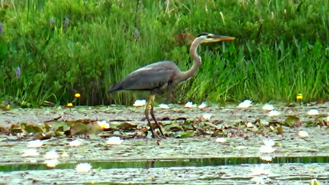 Great Blue Heron