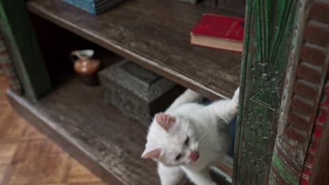 A White Cat On The Book Shelves