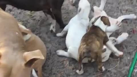 Foster puppies love playing with their foster siblings!
