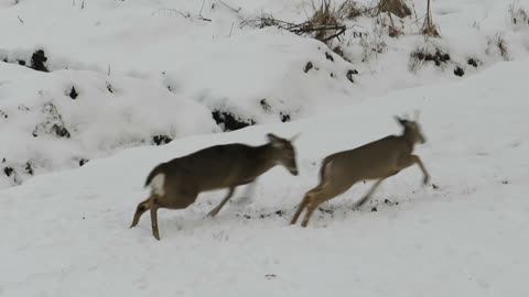 Spike Horn Chases Little Five Point Buck