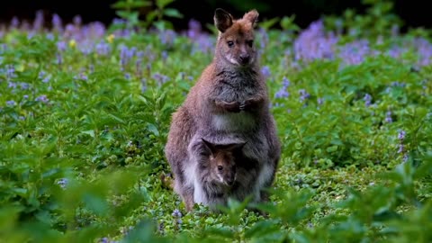 A Mother Wallaby with Baby in her Pouch