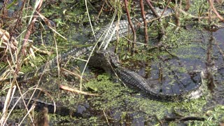 Young American alligators in the swamp