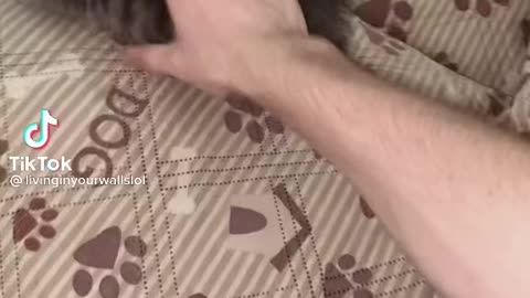 Cute Cat Wrestling Playfully