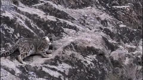 Tagging a Predator on the Hunt | Snow Leopard: Beyond the Myth | BBC Earth