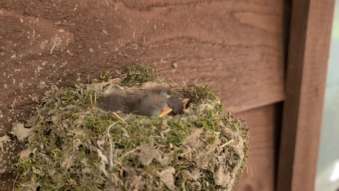 Eastern Phoebe Birds Nest Pt. 2