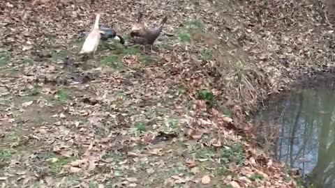 Curious ducks find the pond.