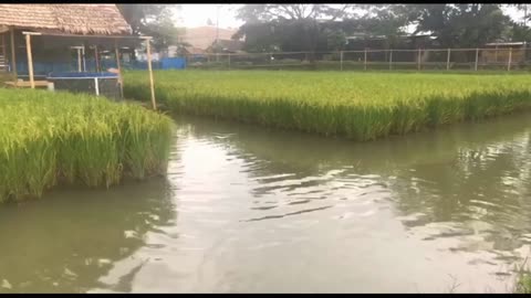 Give Eat Fish in ricefield