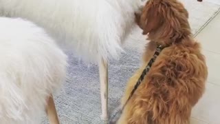 Brown dog sniffs white fluffy chair