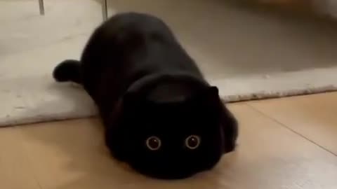 Funny Big Eyes Cat , What Is She Doing ?!