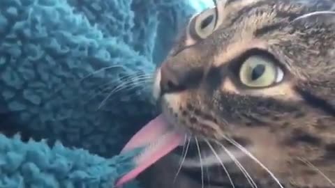 Cat do pranks