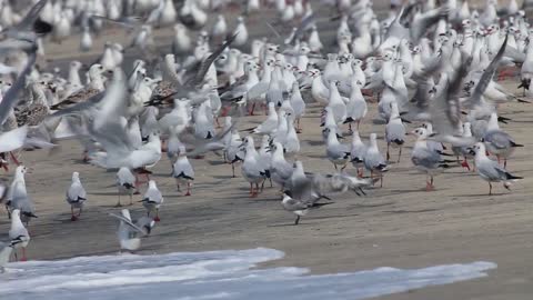 funny seagulls