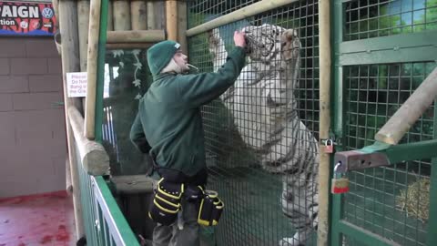 Tiger training most video animal training