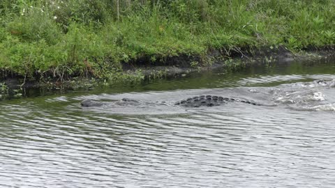 Large American Alligator fishing underwater