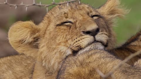 Close-up shot of sleepy lion cub