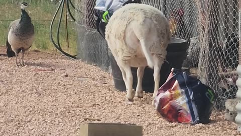 Coming Home to Find Your Sheep Being a Menace