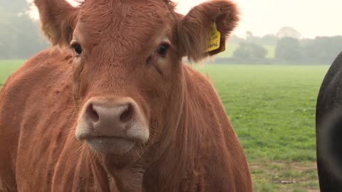 Adorable Female Limousin Cows
