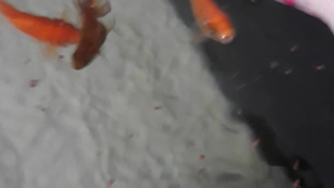 Cute goldfish begging for food