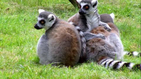 Ring-Tailed Lemurs Cleaning.