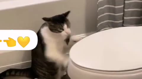 Cat funny video reflection