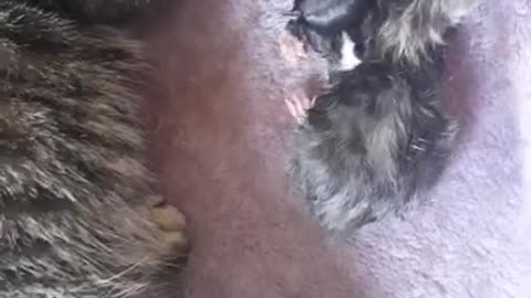 A short video of 2 newborn kittens squeaking