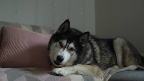Talking Husky is NOT Impressed With This Dog App!