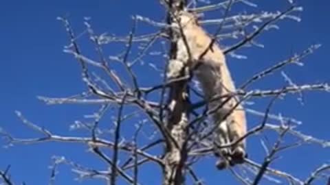 Mountain Lion Jumps On Hunter