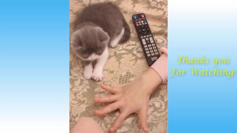 Cats and Owners are the best friends Videos