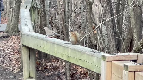 Lucky day I saw two Red-Bellied woodpeckers