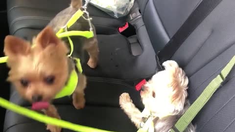 Two Dogs Tied inside the Car