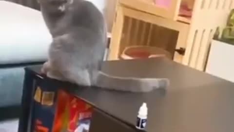 Cat teaching