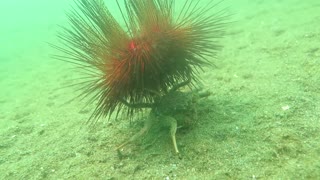 Curious Crab Carrying a Sea Urchin with Cardinal Fish