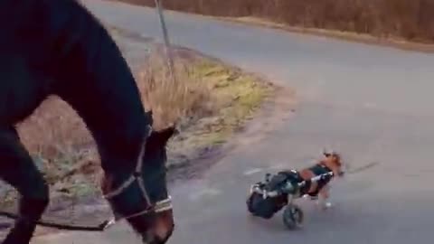 Exact moment when horse and dog become great friends - Check it out!