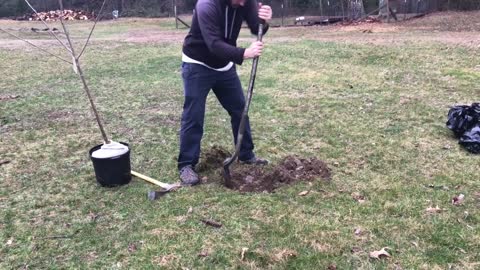 Planting Cherry Trees