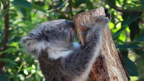 Koala chilling out on a tree