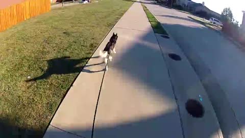 Guy uses longboard to walk his husky