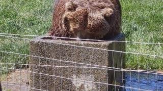 Bear Washes Her Hair