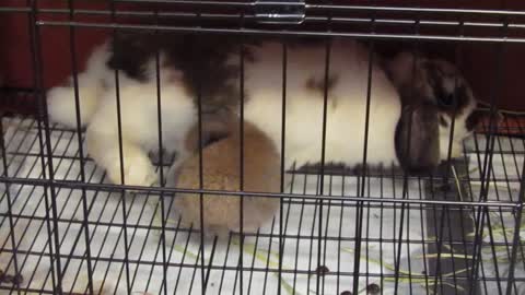 Baby Bunny Nursing on Mamma